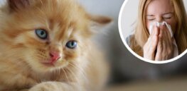 Are cats drugs? That’s how outdated FDA regulations categorize them when it comes to hypoallergenic felines