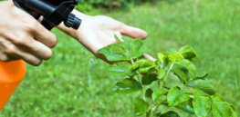 Viewpoint: ‘Pesticide choice should be about what works and what doesn’t’ — Challenging claims that organics are superior because they use ‘natural’ chemicals