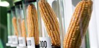 Nigeria begins national performance trials for GM maize