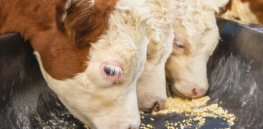Farms that use non-GMO feed generate more greenhouse gasses, study shows
