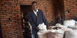 Malawi farmers claim 100% yield boost using insect-resistant Bt cotton