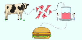 Viewpoint: Is cell-based meat oversold as a sustainability solution?