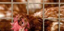 Viewpoint: There is a solution to the devastating poultry pandemic – but anti-technology activist groups and outdated regulations are blocking it