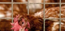 Viewpoint: There is a solution to the devastating poultry pandemic – but anti-technology activist groups and outdated regulations are blocking it