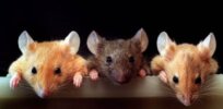 Genetic factors can drive how we choose friendship bonds – in mice. Does it work the same way in humans?