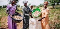 ‘From 12 chemical applications to 2’: Ghanian scientists urge final approval of breakthrough pesticide-reducing GMO cowpea