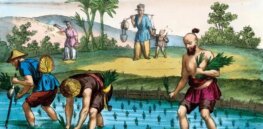 ‘Almost all crops today have been changed from their original form’: National Academies of Sciences says GMOs just most recent form of food genetic modification