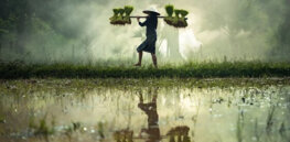 How plant breeding innovations are helping feed a hungry world