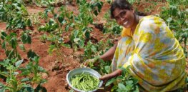 India decides gene edited crops and foods will not be as tightly regulated as GMOs