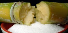Supercharged sugarcane: How CRISPR gene-editing angles of leaves optimizes photosynthesis and boosts crop yields nearly 20%