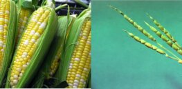 Modern crop improvement takes a historical approach