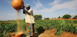 With animal feed and food prices soaring across Africa, Kenya relaxes GMO import ban