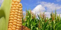 With Ukraine’s corn crop endangered by war, European farmers turn to GMO feed