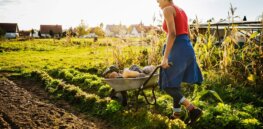 Viewpoint: Can organic farming overcome its sizable yield lag and address climate change challenges?