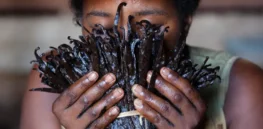 Is vanilla hard-wired to be our favorite scent?