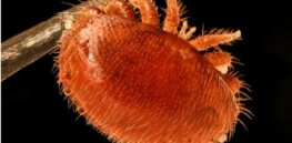 Varroa mites, not chemicals, are honeybees’ greatest threat. A new bee breed could protect them