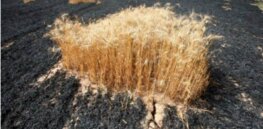 Viewpoint: How Russian-Ukraine war and looming global food shortages underscore absurdity of Europe’s unsustainable ‘green’ Farm-to-Fork policy