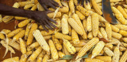 FDA issues study guide on how genetically engineered crops impact our world