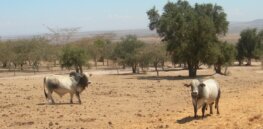 Kenyan cows produce 1/10th as much milk as those in Britain — If adopted, gene editing could dramatically improve quality and safety of African livestock