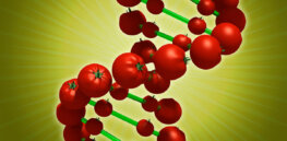CRISPR gene-edited tomatoes — with as much provitamin D as two eggs — could soon be sold in Britain