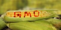 Video: Viewpoint — Why GMOs are good for us