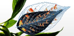 Crop gene editing reforms are not enough: Here’s why British scientists wants to overhaul outdated GMO regulations along with CRISPR embrace