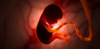 Gametes? Embryo? Fetus? There are 17 timepoints when a human life might begin