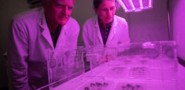 Space farming: Plants grow in soil collected 50 years ago during Apollo lunar missions