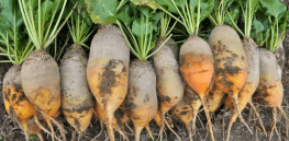 Viewpoint: Guardian activist journalist George Monbiot promotes book with claims that plant-based diet and regenerative farming could feed Britain 3 times over
