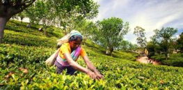 ‘Textbook case of how a government can cause a debt crisis’: Organic food mandate and agricultural chemical ban gutted Sri Lanka’s tea export market