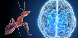 Human brains are a lot smaller than they were 3,000 years ago – and studying ant brains may explain why