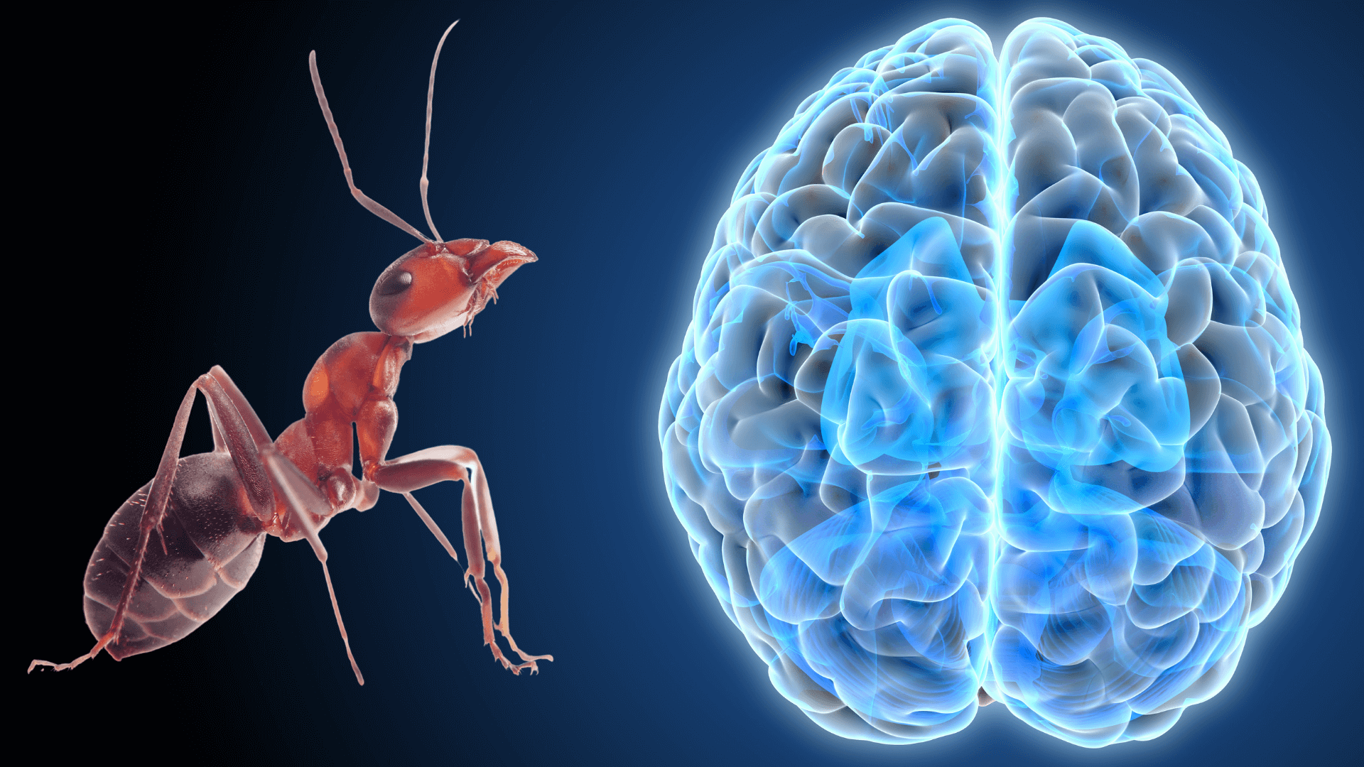 Human brains are a lot smaller than they were 3,000 years ago – and  studying ant brains may explain why - Genetic Literacy Project