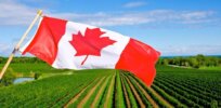 Canada relaxes rules governing gene-edited crops