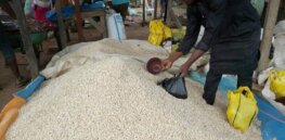 GMO cowpeas cut chemical spraying by 3/4 in Nigerian trials, but ‘environmentalist’ opponents lobby for ban
