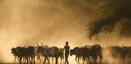 The gene editing solution that could save one million African (cash) cows a year