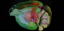 Mapping neurons in animal brains path to understanding how human mind works