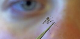 Test disease-suppressing GMO mosquito release in California delayed for at least one year