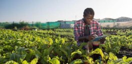 Gene editing key to sustainable agriculture in Africa, scientists say