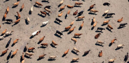 Do climate change threats mean we might have to abandon meat production? These regenerative farmers in Canada say ‘no’
