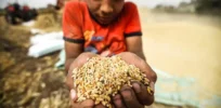 Salt-proof, drought-tolerant wheat developed in Egypt — but GMO ban remains in place