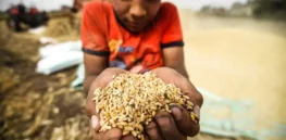 Salt-proof, drought-tolerant wheat developed in Egypt — but GMO ban remains in place