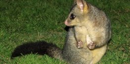 Predator free? New Zealand inches towards considering ‘forbidden’ gene editing and gene drives to control possums, rats and other predators