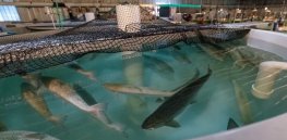 Protecting wild salmon and other aquatic species: Success of AquaAdvantage salmon shows sustainable aquaculture will lean heavily on advanced breeding and biotechnology