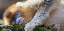 Humans sleep a lot more than other primates. Here’s an evolutionary explanation why