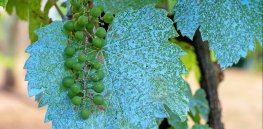 Viewpoint: ‘A very curious form of self-sabotage’ — Organic industry rejects crop biotechnology solutions for environmental damage caused by widespread copper sulfate use