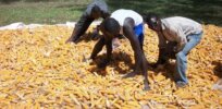 GM insect-resistant corn up for approval in Kenya could help fight devastating aflatoxin poisonings