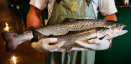 How genetically-engineered salmon could help preserve wild populations — if it isn't blocked by anti-GMO activist groups