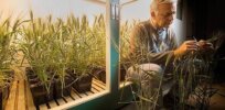 Cracking wheat’s yield genetic code: Breakthrough grain discovery could provide gains for farmers and consumers