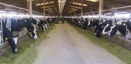 Viewpoint: Rethinking pros and cons of livestock ‘factory farms’