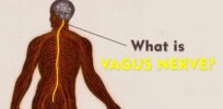Vagal hype: What’s behind the 'natural health' community's focus on healing effects of ‘resetting’ vagus nerve?